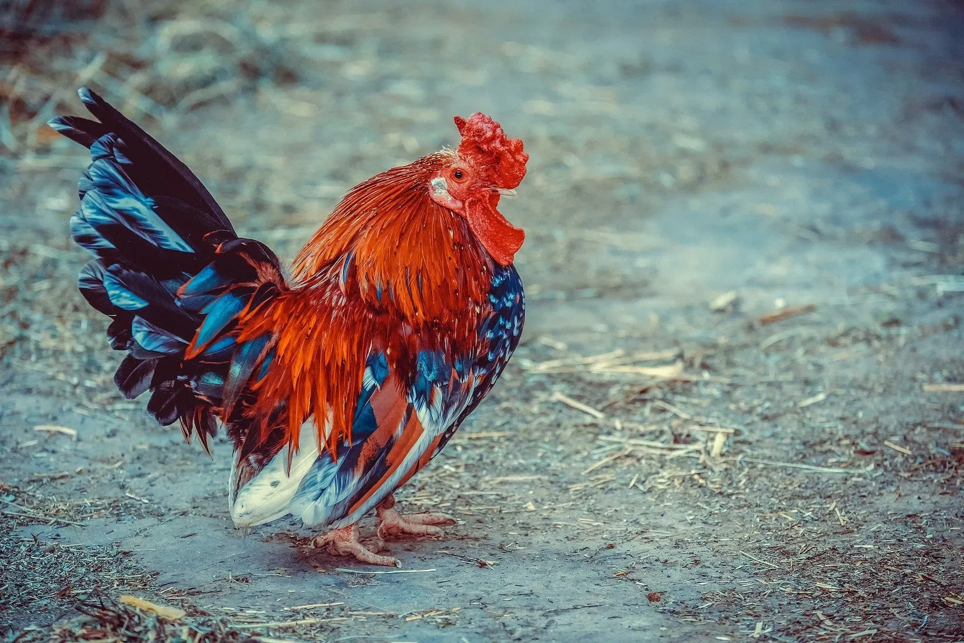 Chickens have the ability to lay eggs but cannot fly as their wings are not fully developed.