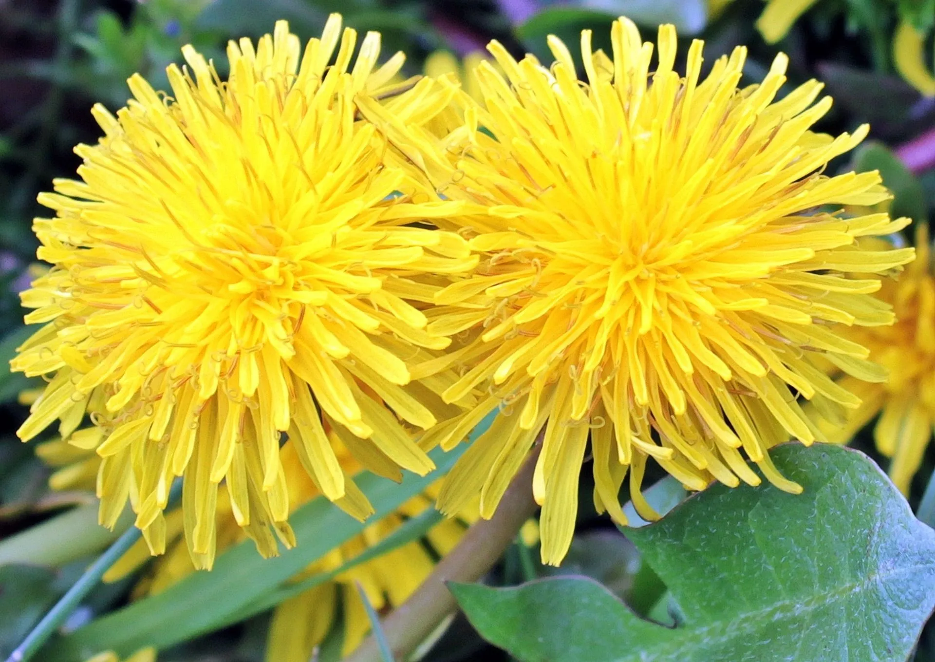 As dandelion leaves are bitter in taste, it is better if you mix the lawn leaves with some ingredients and eat them as a treat.