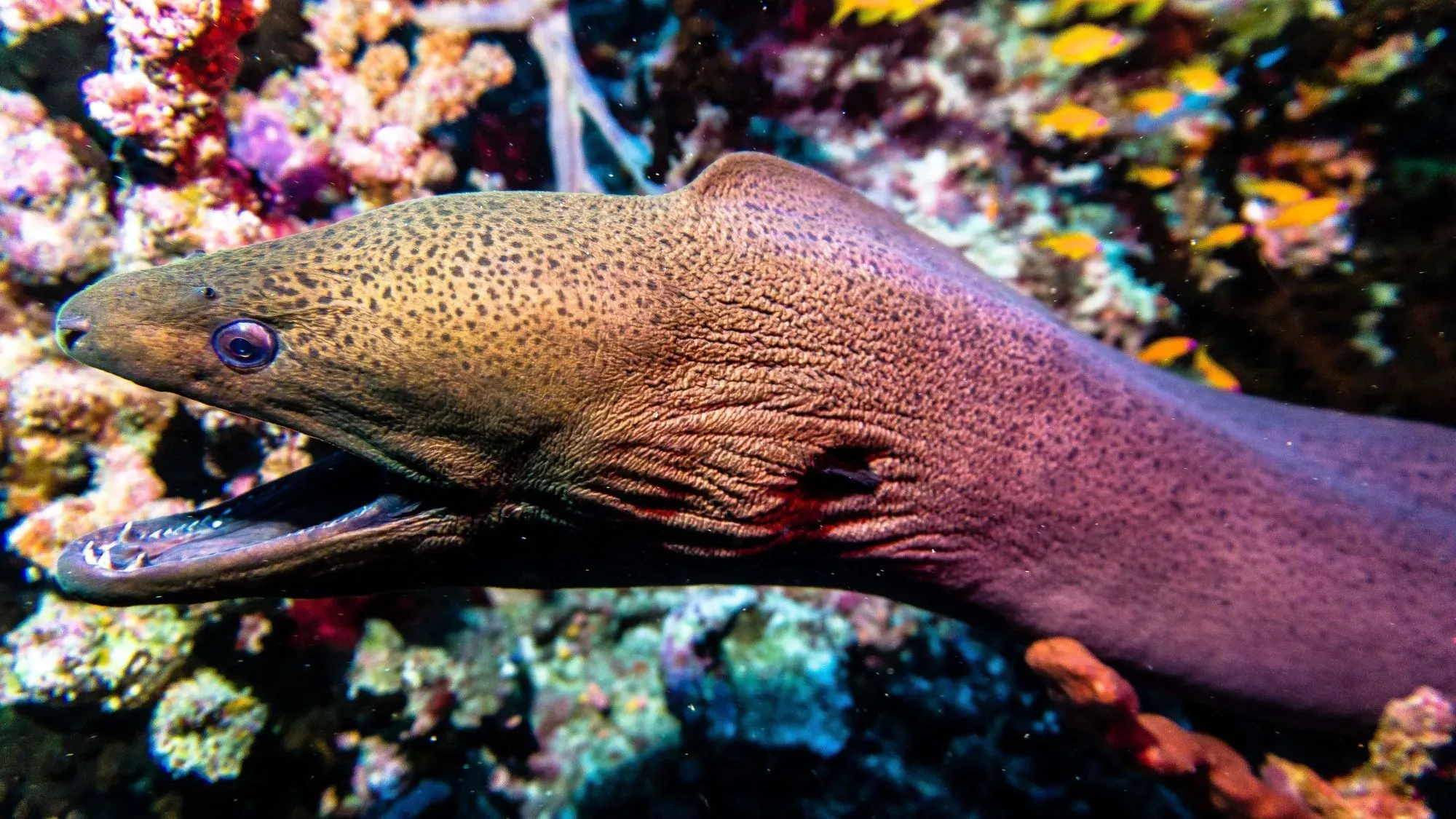Are eels fish? Are they fit for your aquarium? Learn more about it here.