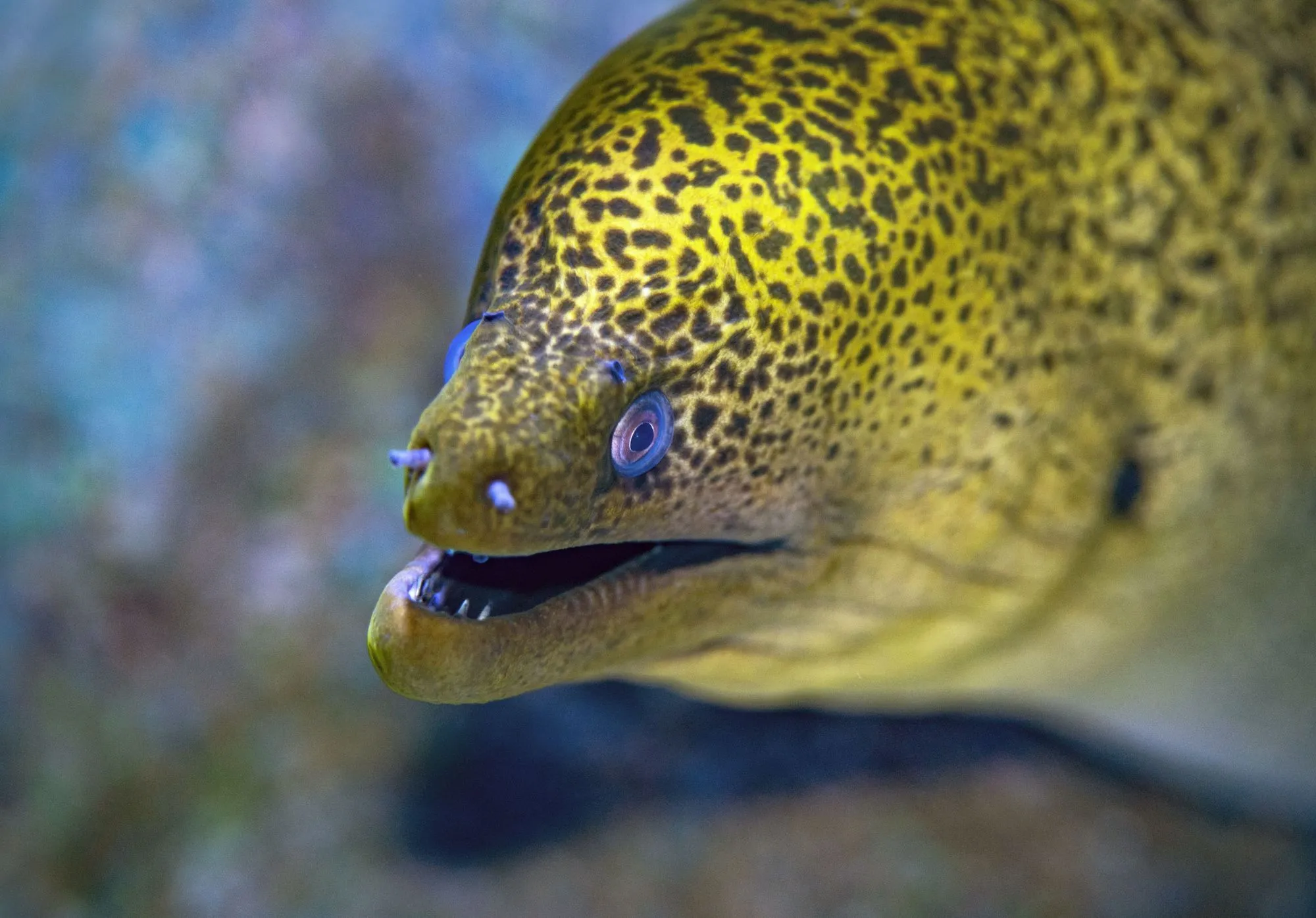 Here are some facts about the cute eel.