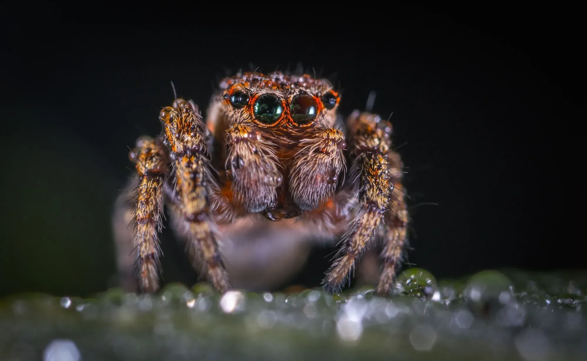 Do you jump at the sight of a spider and want to know are jumping spiders poisonous? Read here about amazing facts.