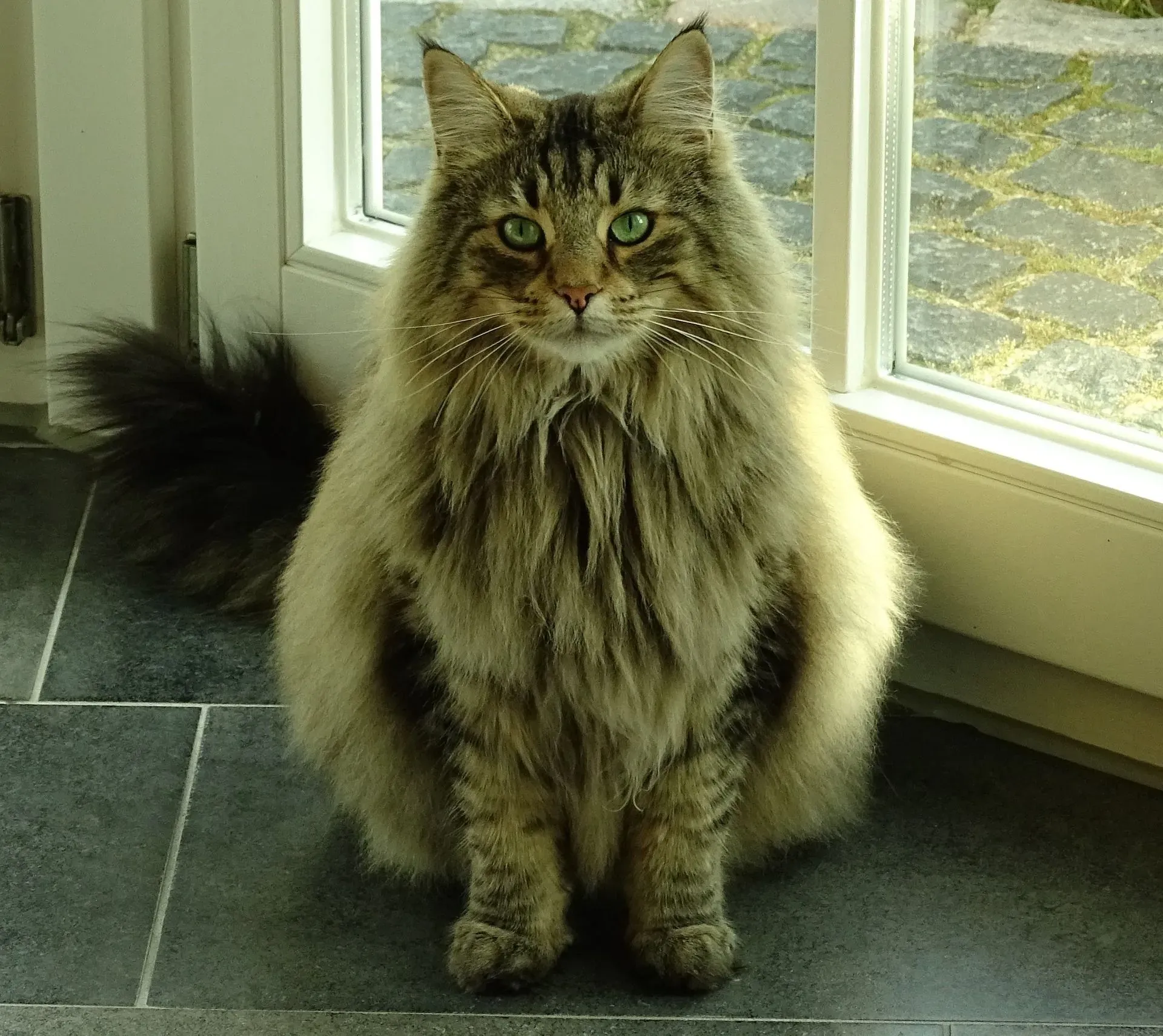 Learn about the Norwegian forest cat size, personality, health issues, and temperament.