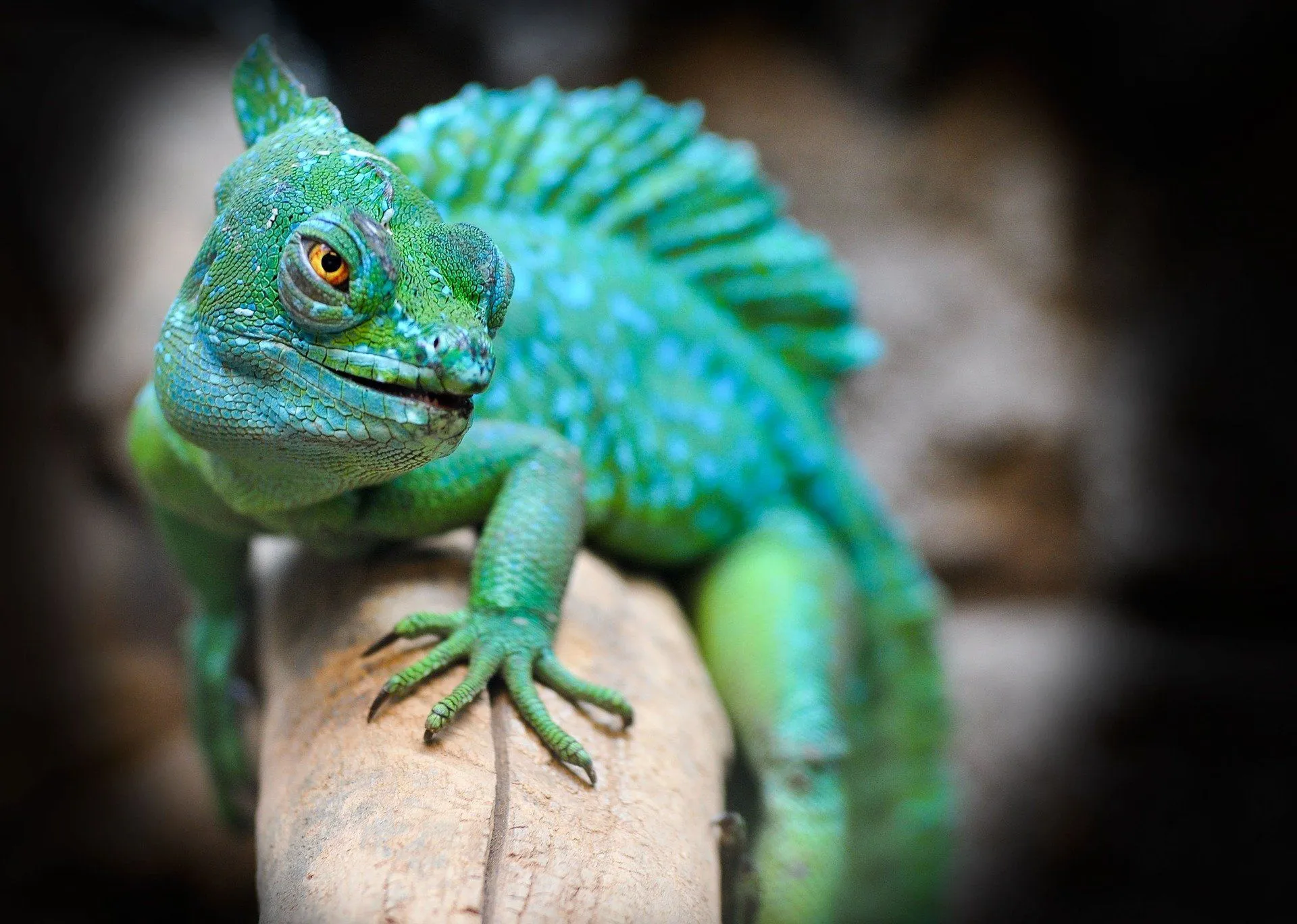 Today, many kids want to know 'are reptiles cold-blooded?'