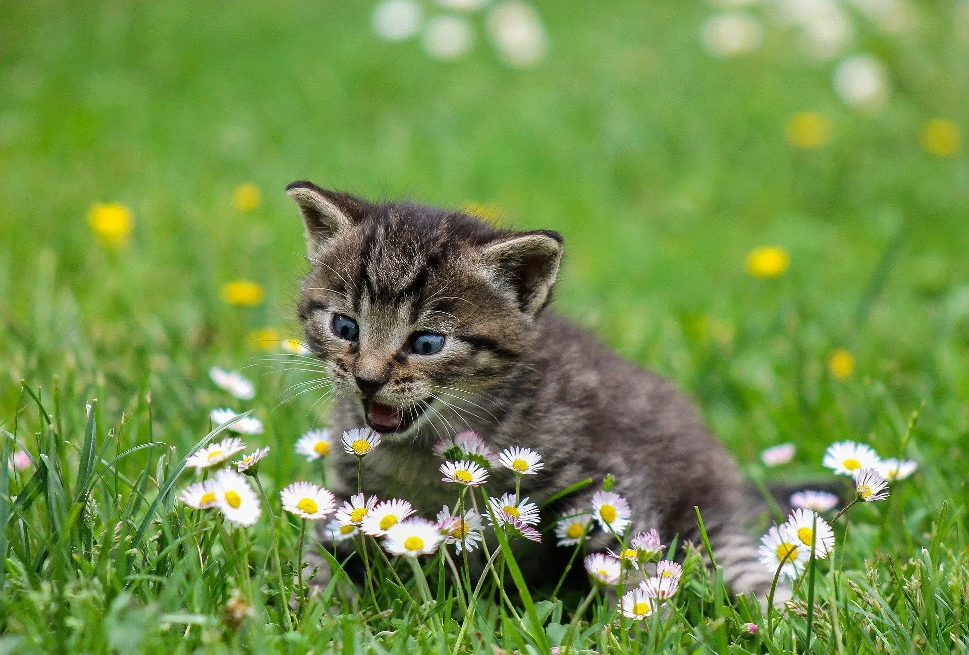Read these amazing facts on are roses poisonous to cats.