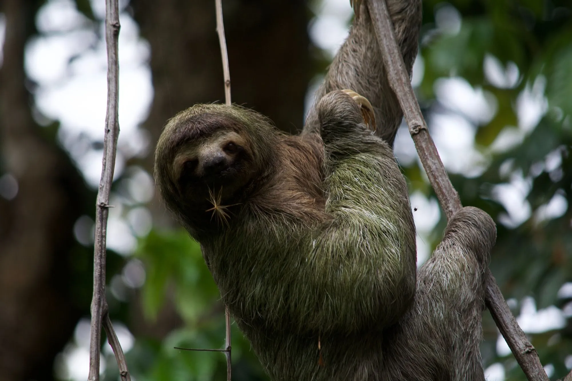 Sloths are usually found alone.