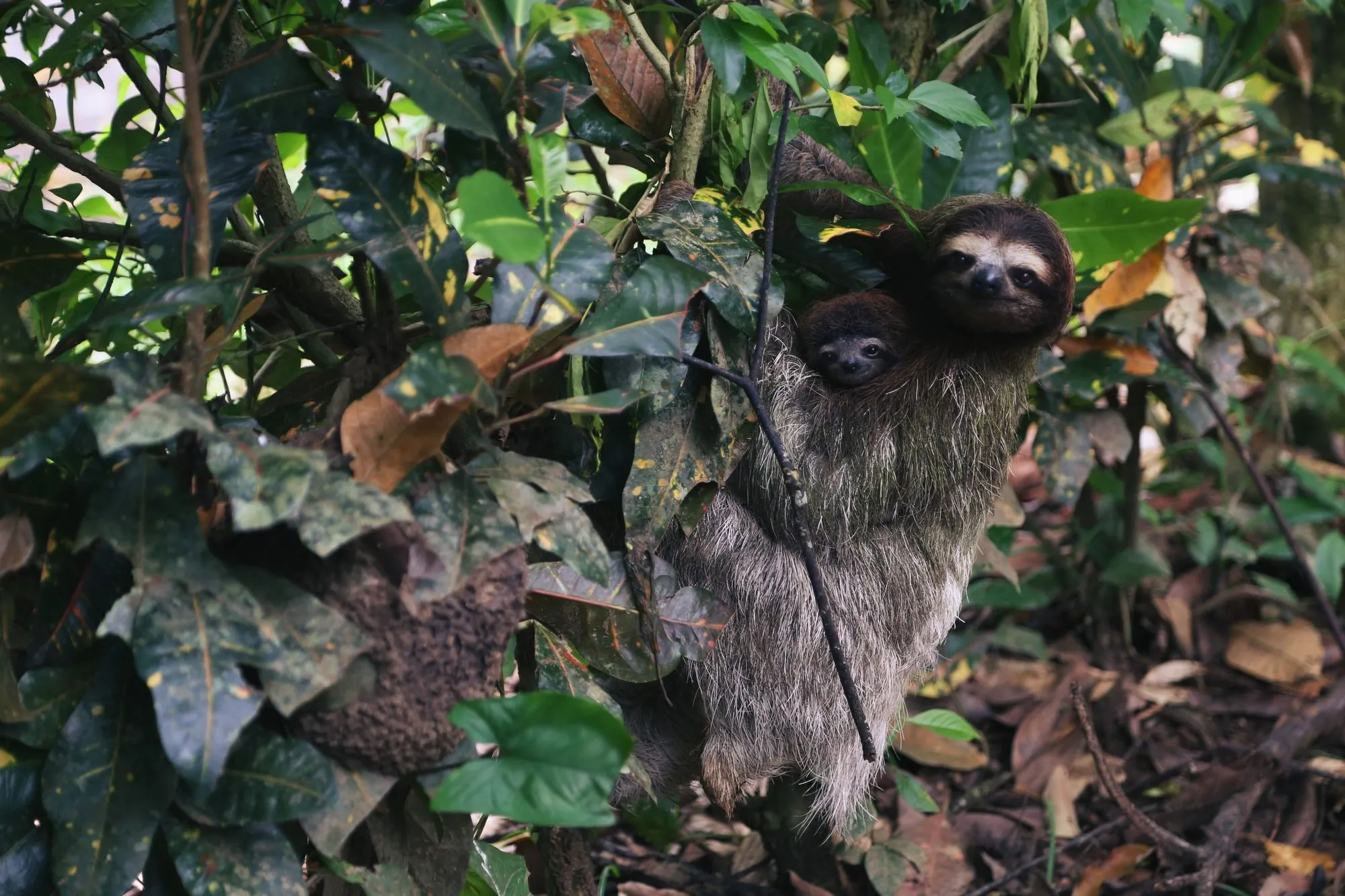 Are sloths dangerous? Read on to find out!
