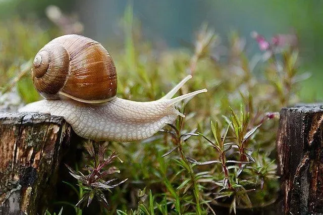 Are snails born with shells? Read on to learn more!
