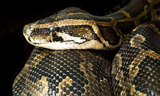 Read this amazing article on are there snakes in Hawaii.