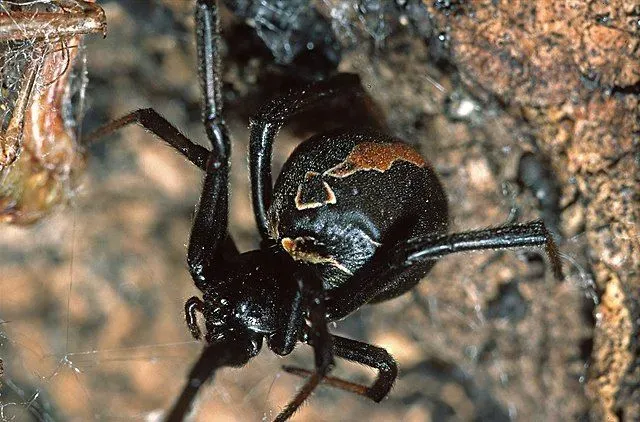 The katipo spider is related to the black widow spiders.