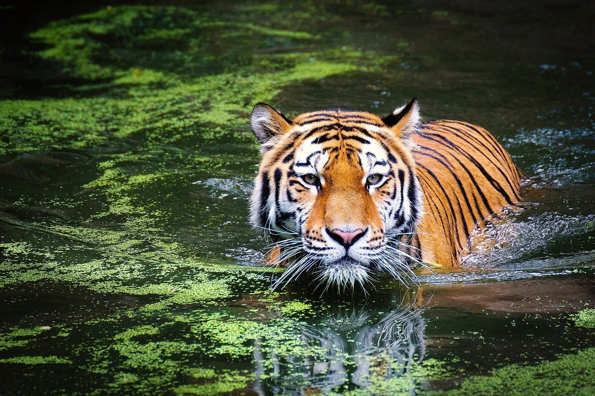 Most travelers want to know, are there tigers in Africa?
