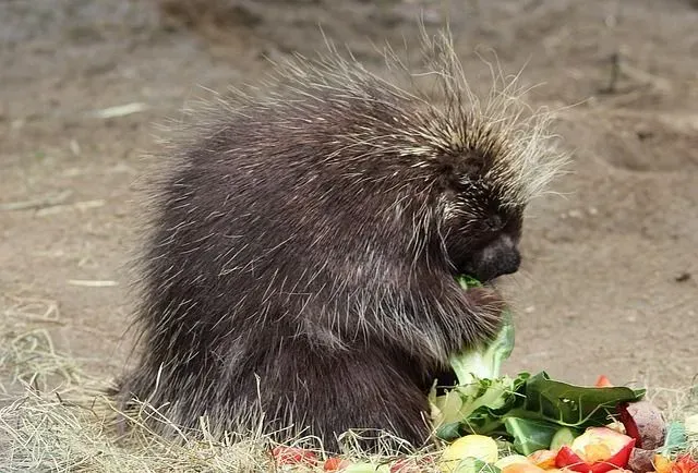 Porcupines are slow-moving rodents.