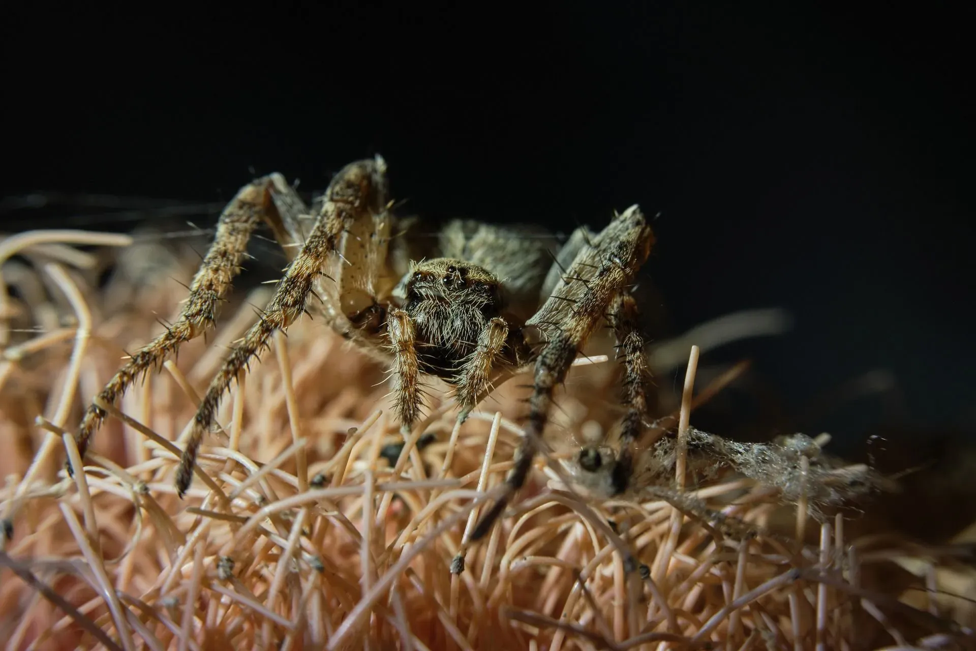 When you see webs in a basement, you might wonder, are wolf spiders venomous?