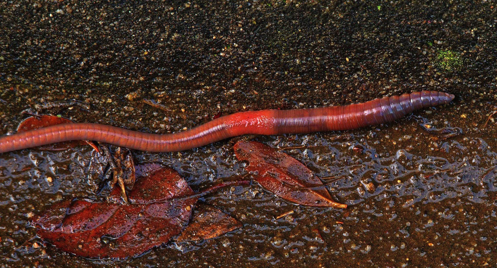 Earthworms have no eyes and no legs but can sense light.