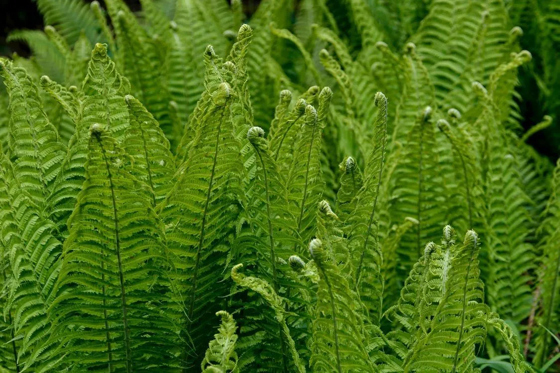 Are ferns toxic to dogs helps to create a pet-safe garden.