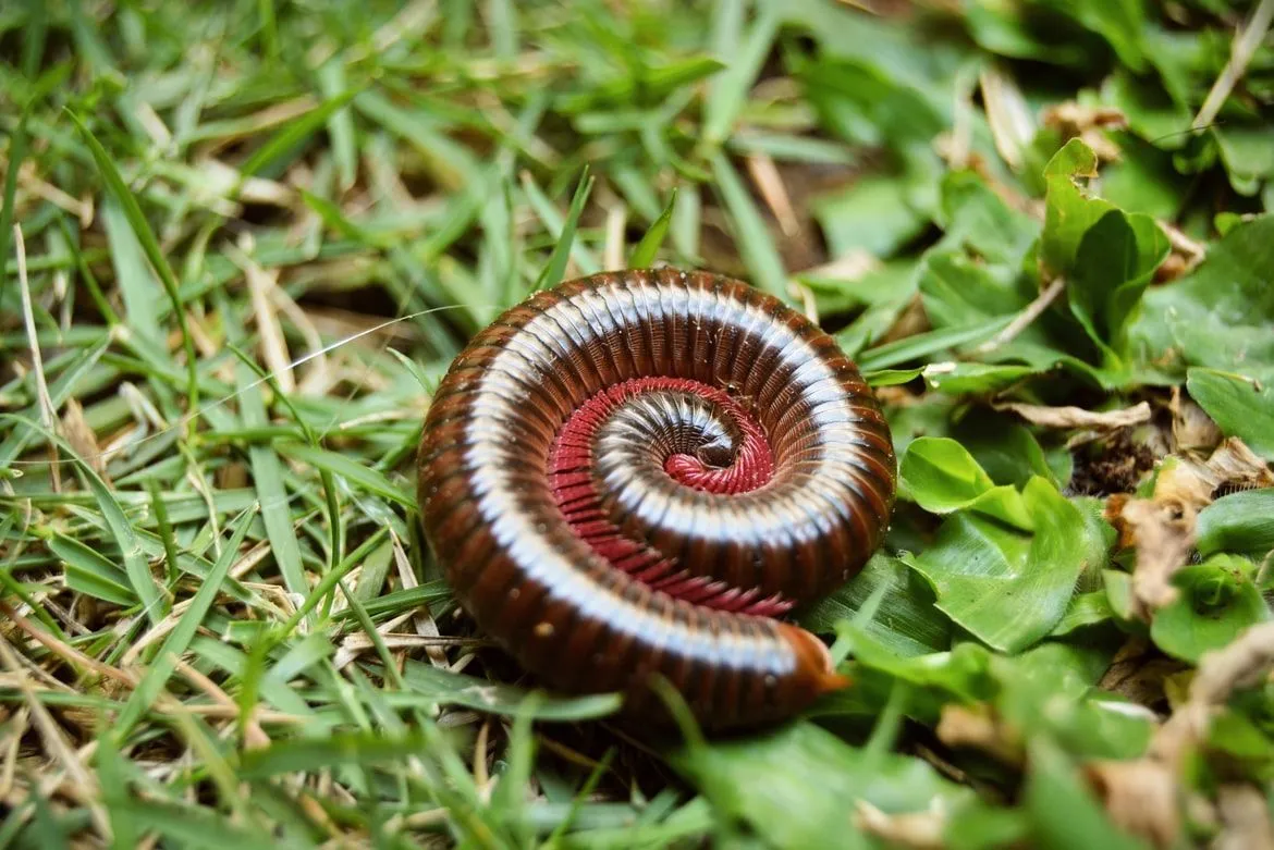 Are millipedes dangerous? Read on to find out!