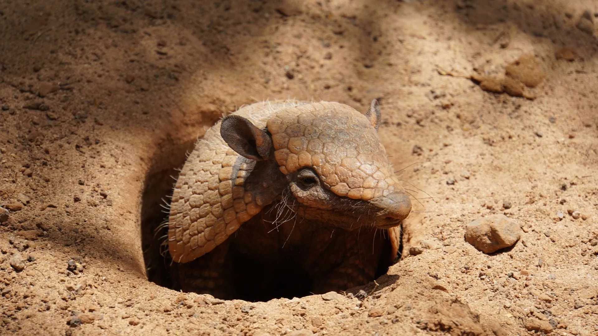 The elusive armadillo with its strong armor.