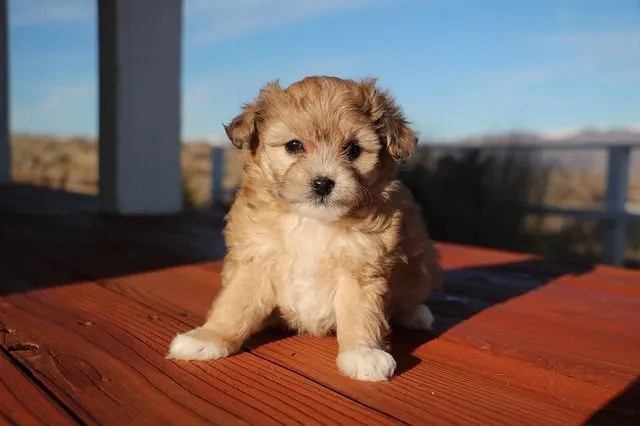 aussiedoodle temperament