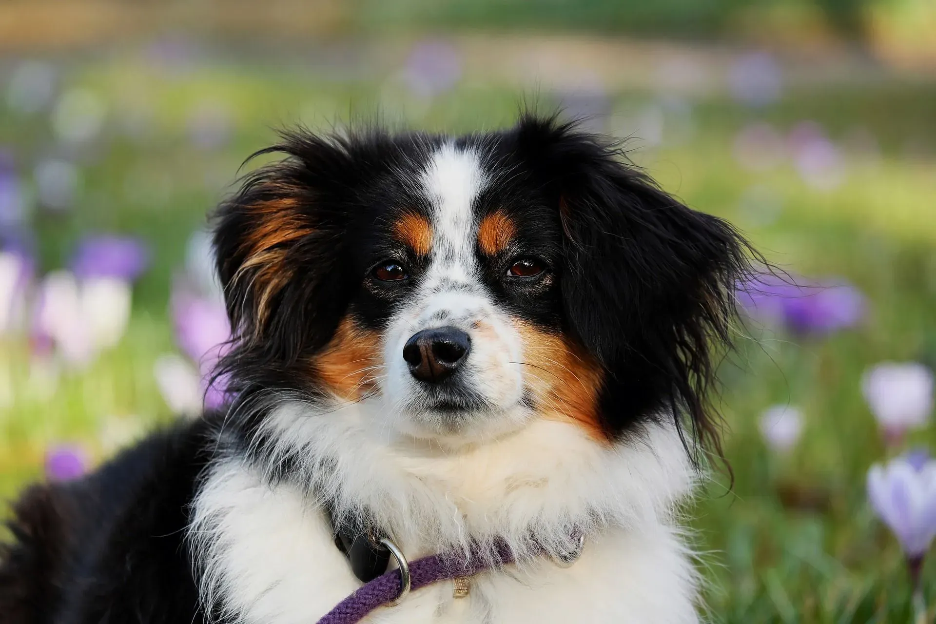 Australian shepherd grooming tips are essential for their double coat.