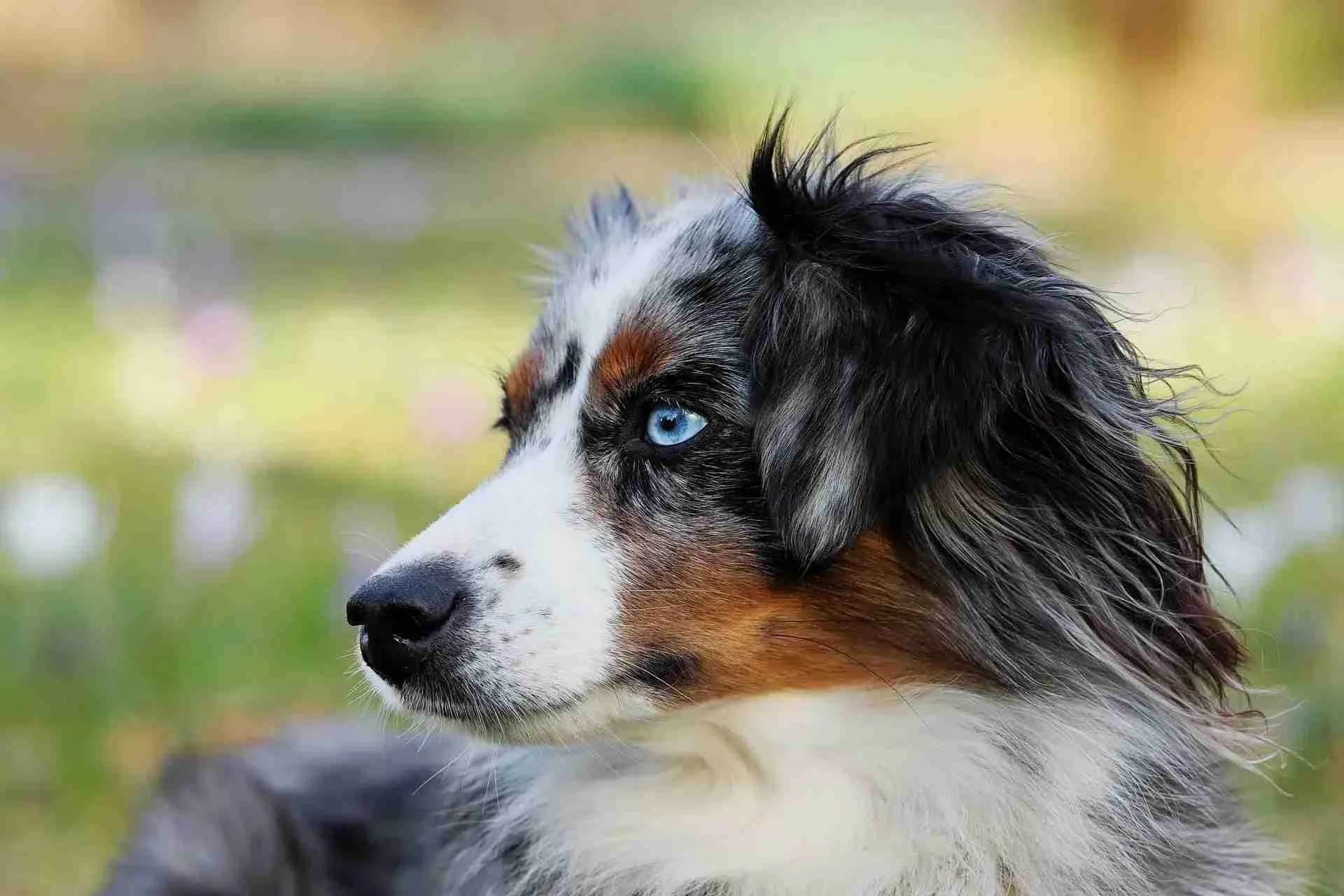 Before adding a new member to your family, read about the Australian shepherd lifespan.