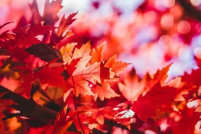 Facts about autumn are filled with enchantment.
