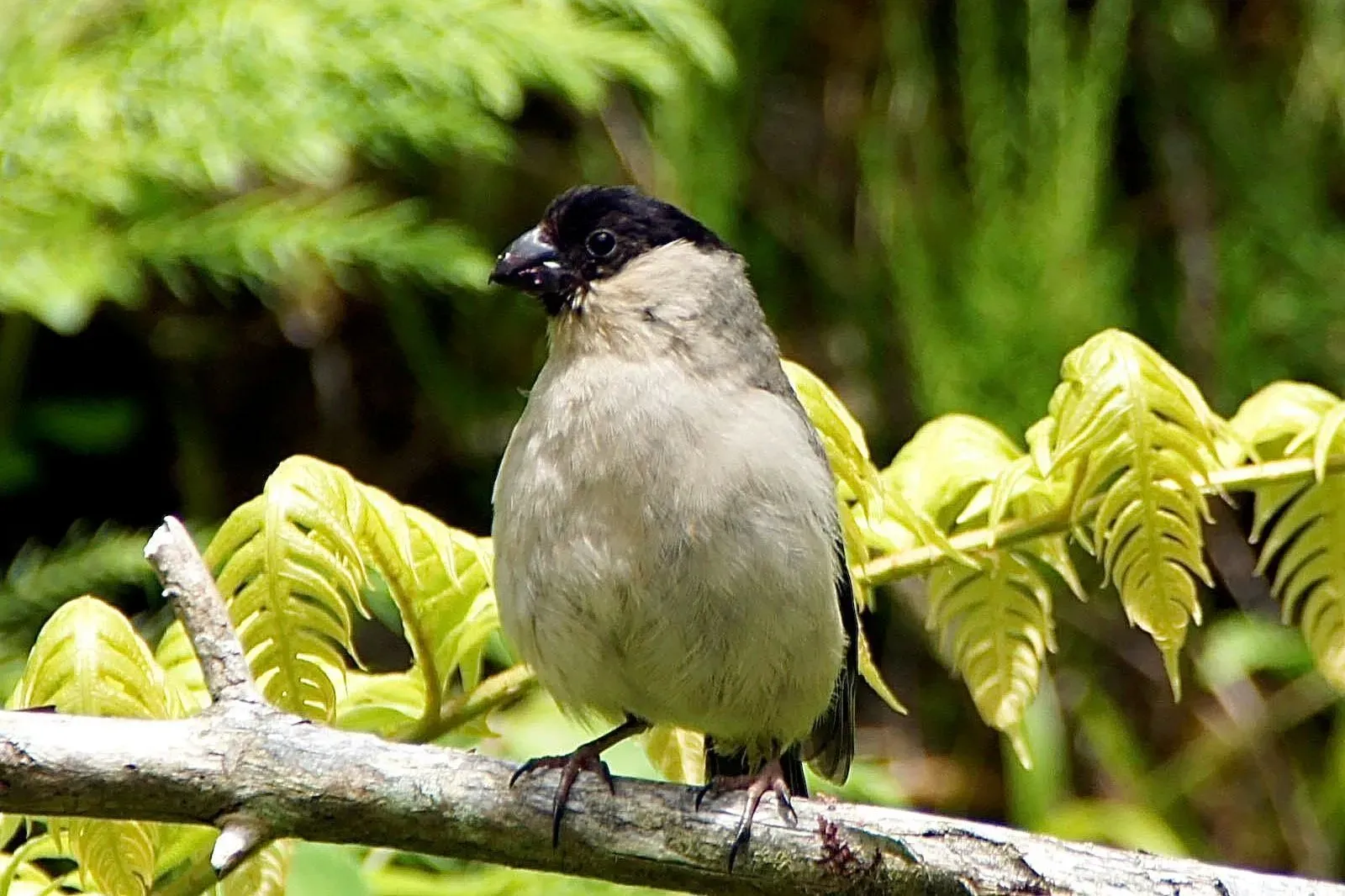 Fun facts about the Azores bullfinches for kids.