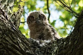 Photos of the large white and dark barred eagle-owl wise sitting on a branch.