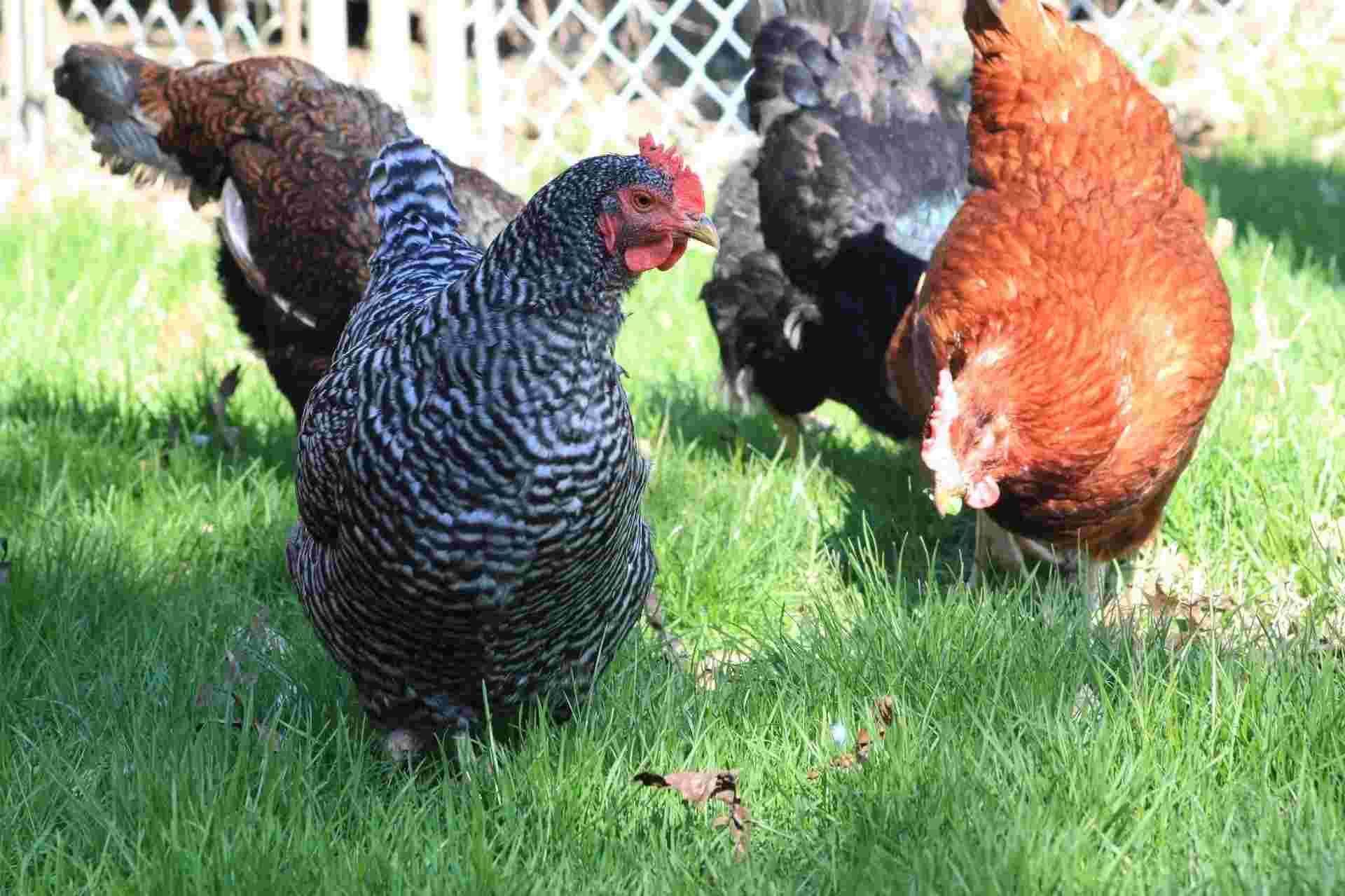 Details about   6 Chicken Barred Rock Hatching Eggs 