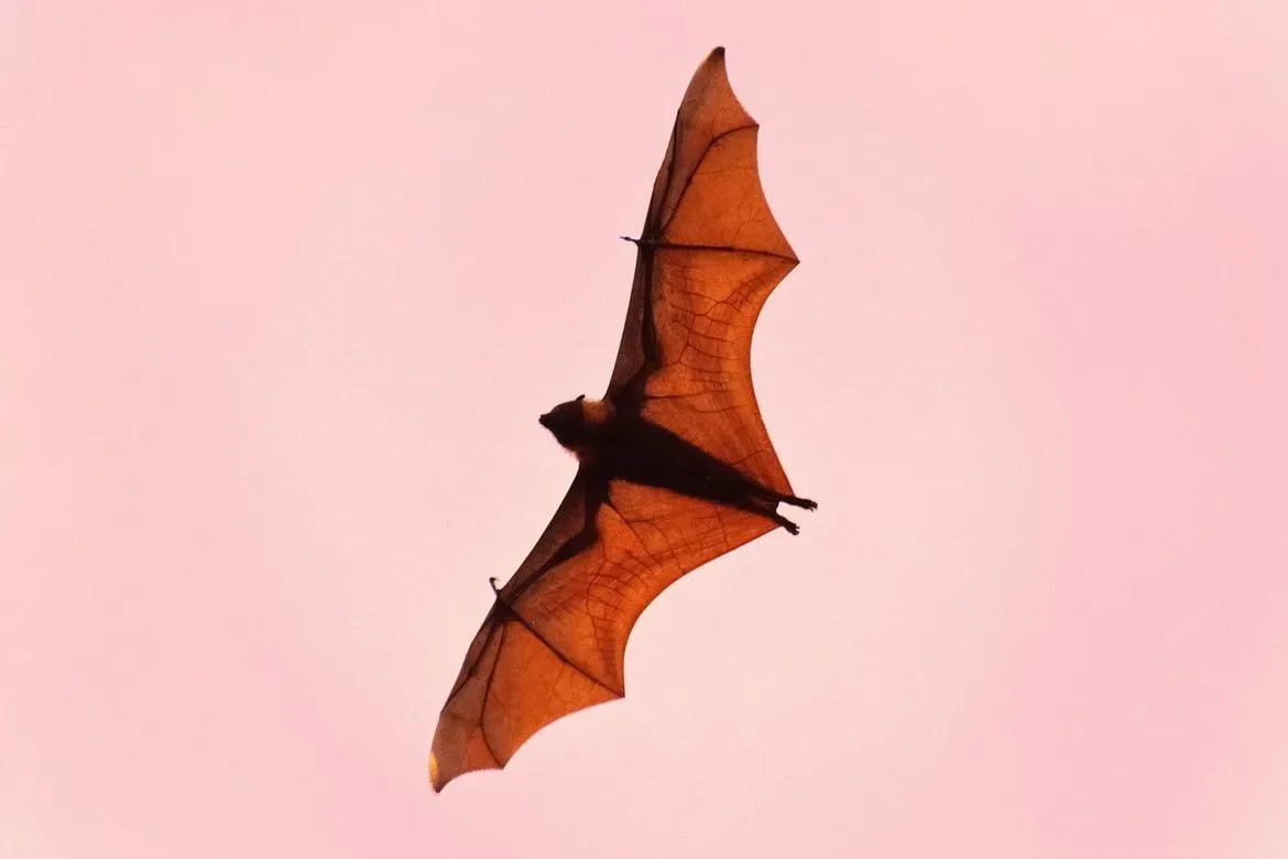 Bats use their tails and hind legs for stability and direction while flying. But for most, the striking question would be, do bats have tails?