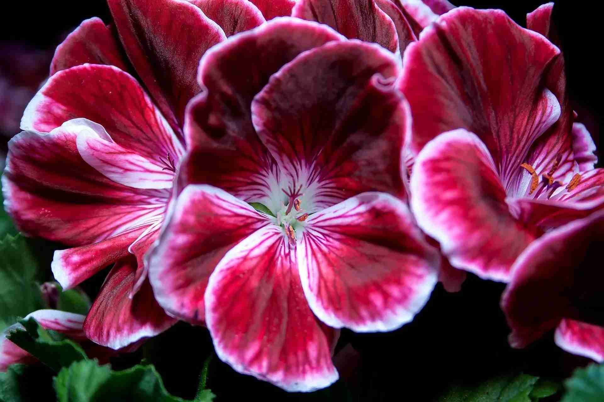 what are zonal geraniums