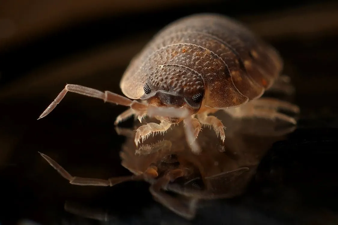 Bed bug detectors known as monitors or traps are introduced to trap these pests.