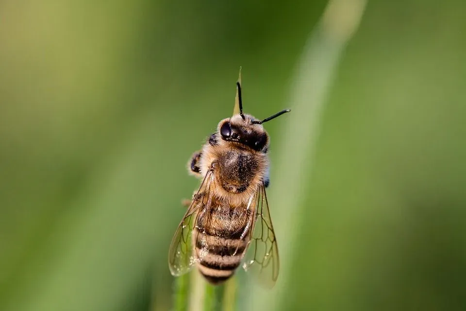 Average worker bees produce about one-twelfth of a teaspoon of honey in their entire lifetime.