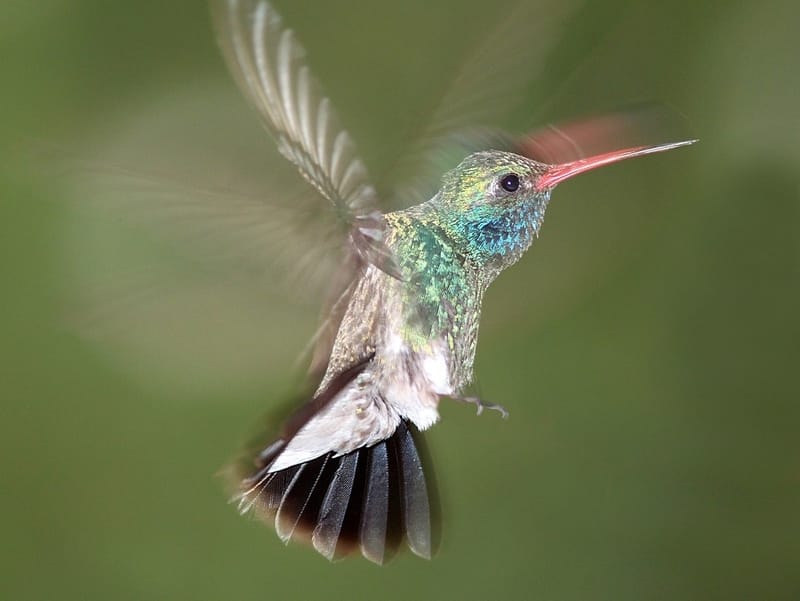 Bee hummingbirds are very interesting birds and the facts about them are intriguing.