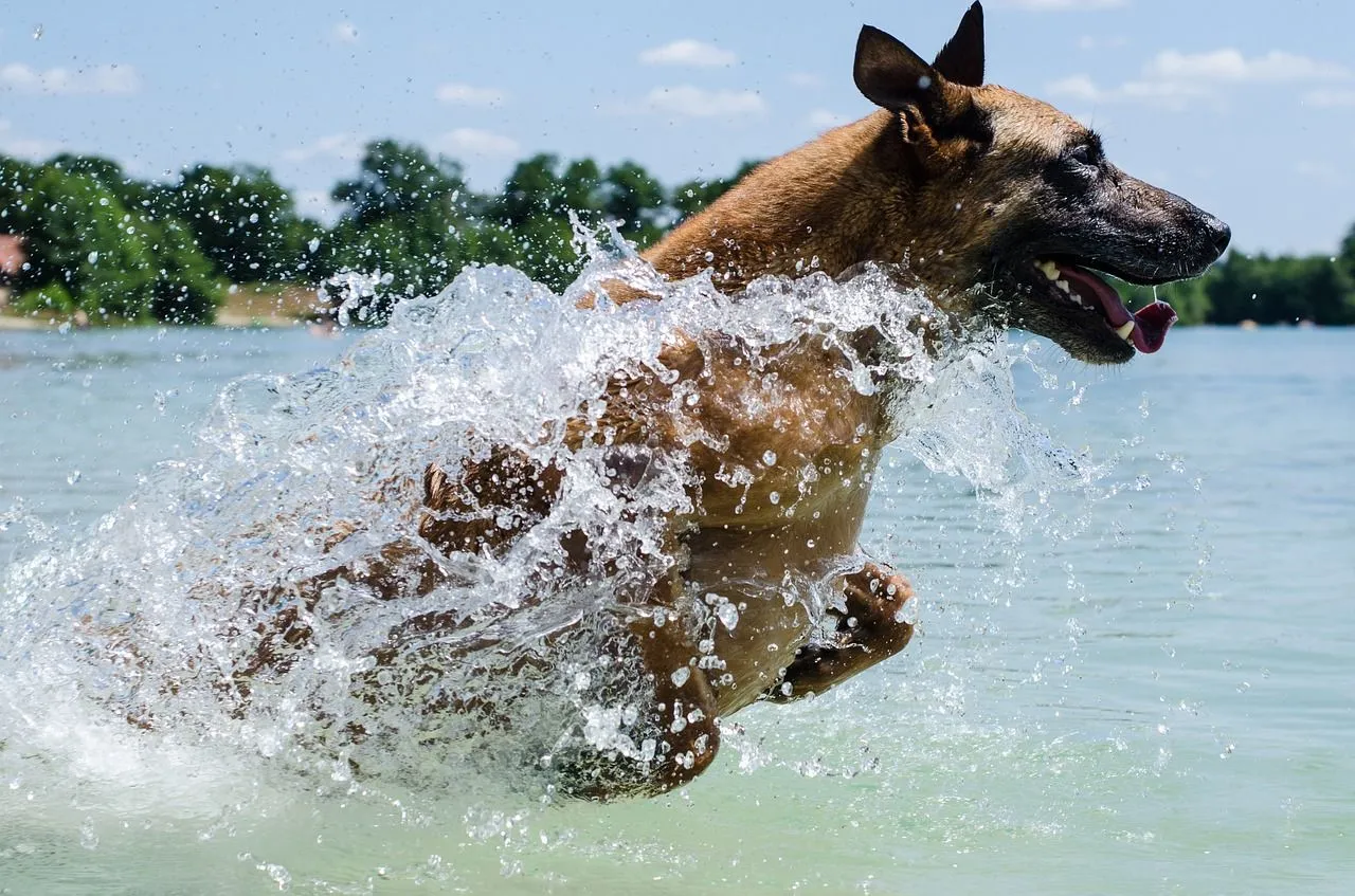 why do police use belgian malinois