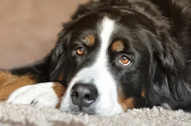 While studying about different large breed dogs, you must check Bernese mountain dog life span.