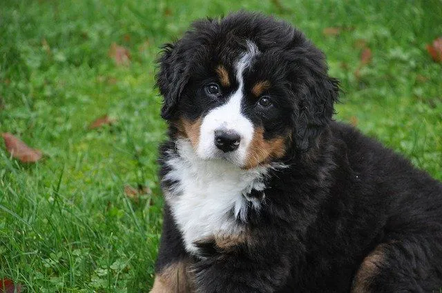Bernese Mountain Dog Shedding: What To Do About It? Can ...