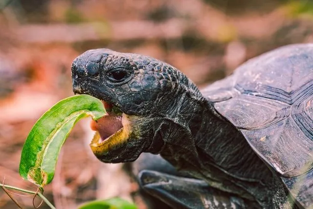 Turtle species like the aquatic turtle and the red-eared sliders eat strawberries in order to have a healthy shell growth.
