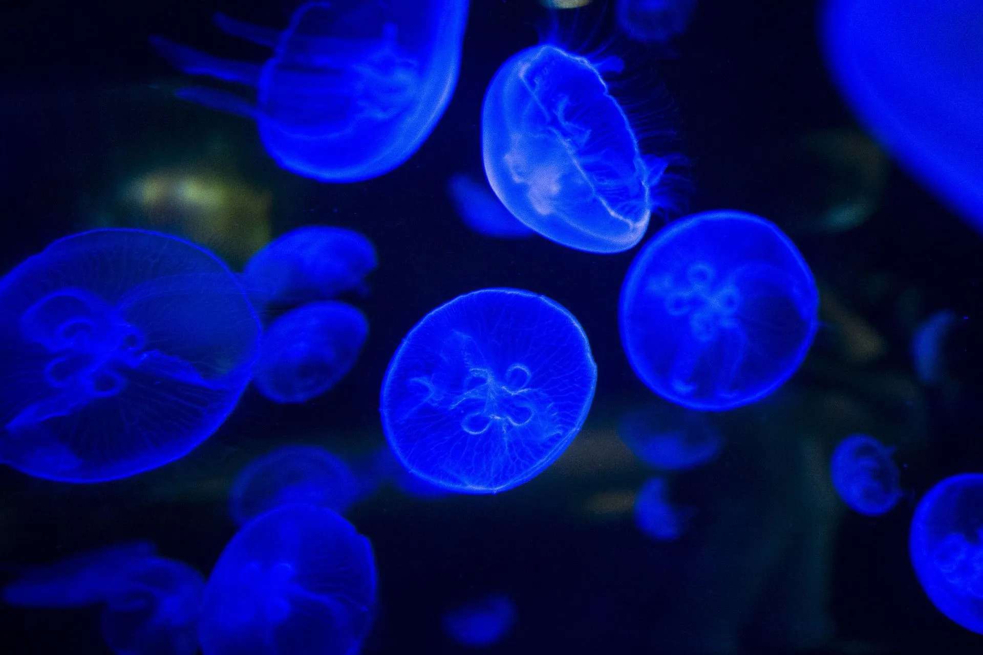Do you think we humans can glow like the growing sea jellies. Read all about bioluminescence in humans here.