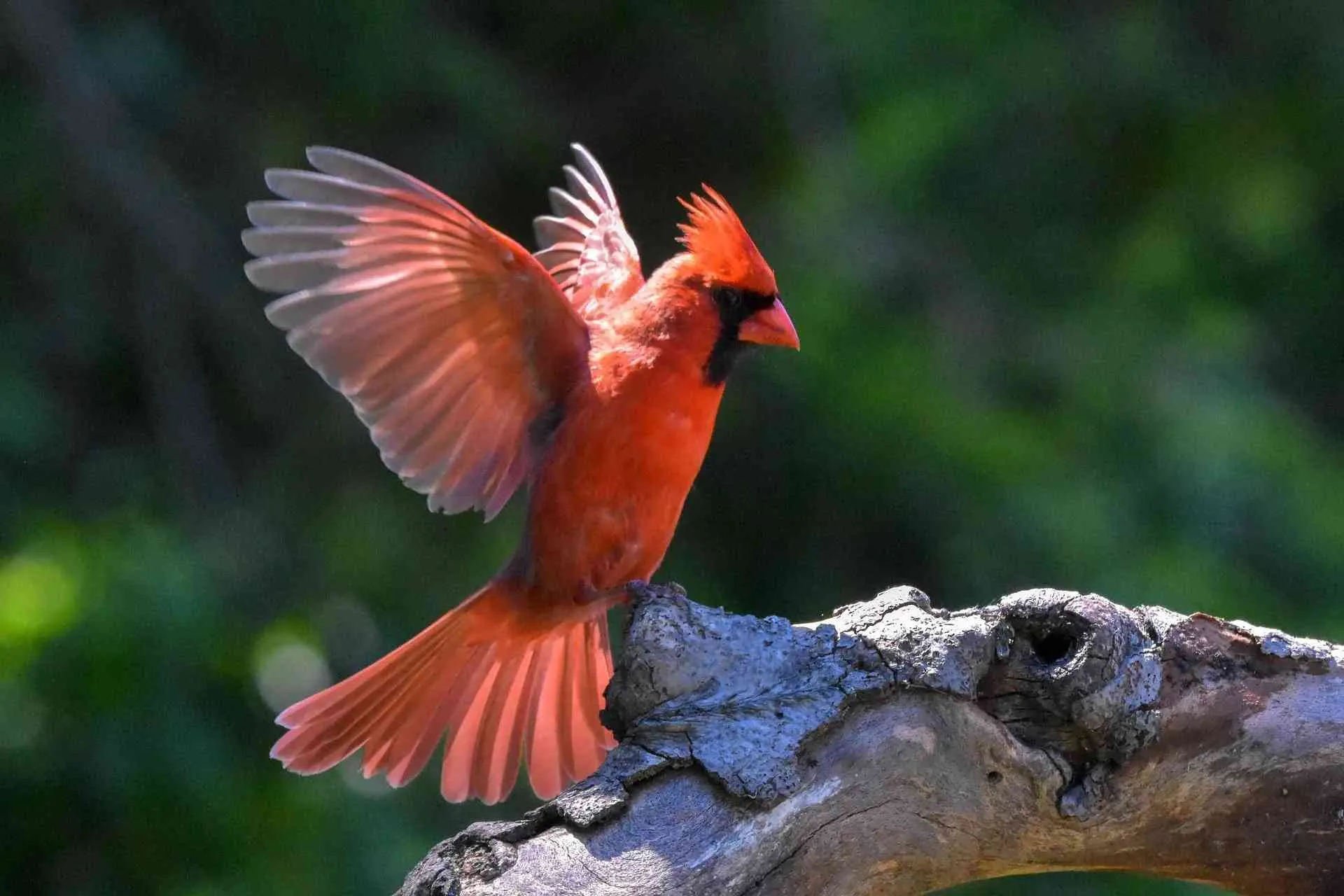 The northern cardinal is a fascinating bird with an orange beak.