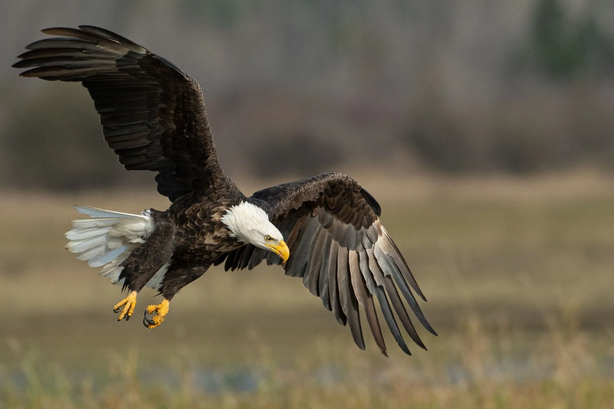 There are hundreds of bird species living in the state of North Carolina. Most of them are residents, while there are migratory species. Keep on reading to know more about the birds of North Carolina.