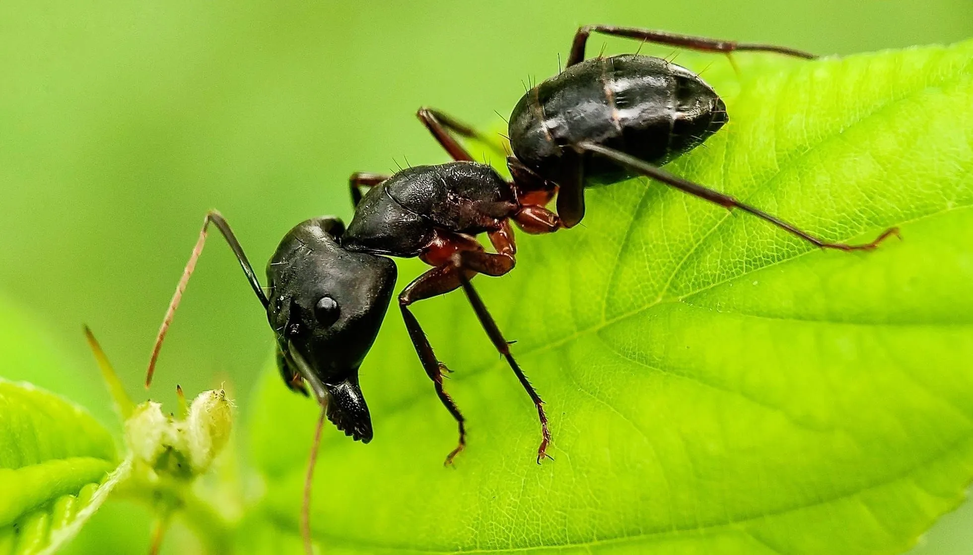 black garden ant vs carpenter ant