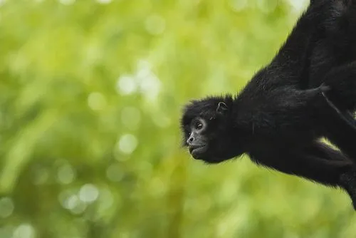 Black-headed spider monkey facts for kids are super interesting!