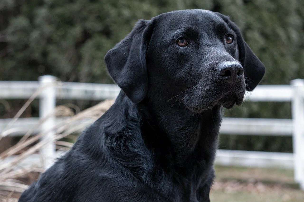 what is the oldest living labrador retriever