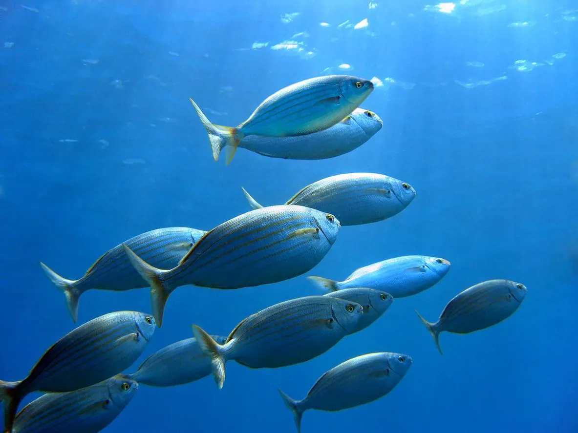 Black Seabream facts are all about their nature and living habits.