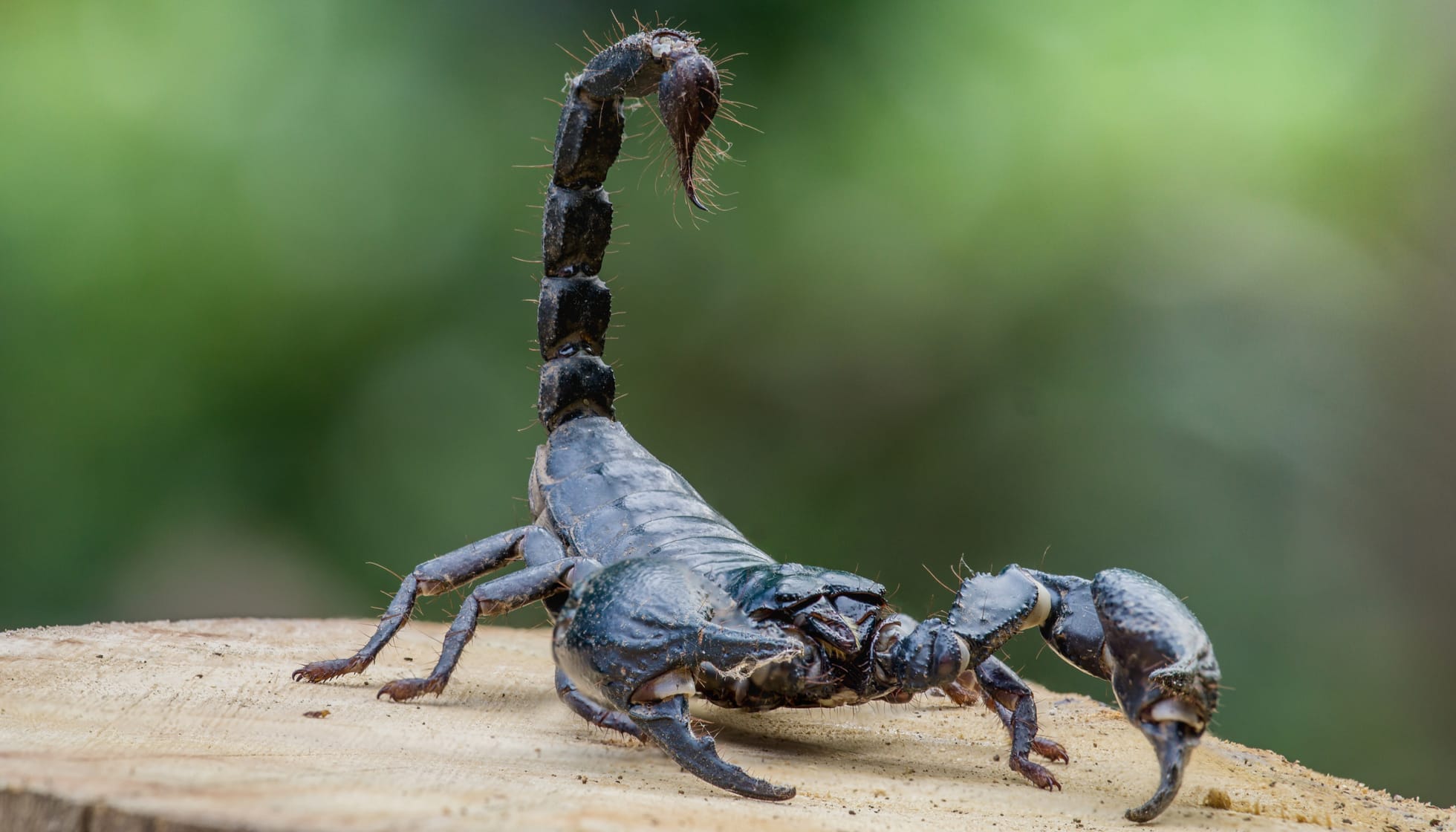 Fun Black-tailed Scorpion Facts For Kids | Kidadl