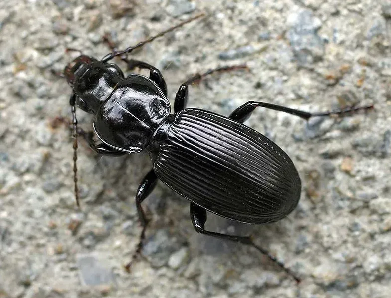 Black clock beetle facts are about their appearance, what it eats, and predatory habits on pests.