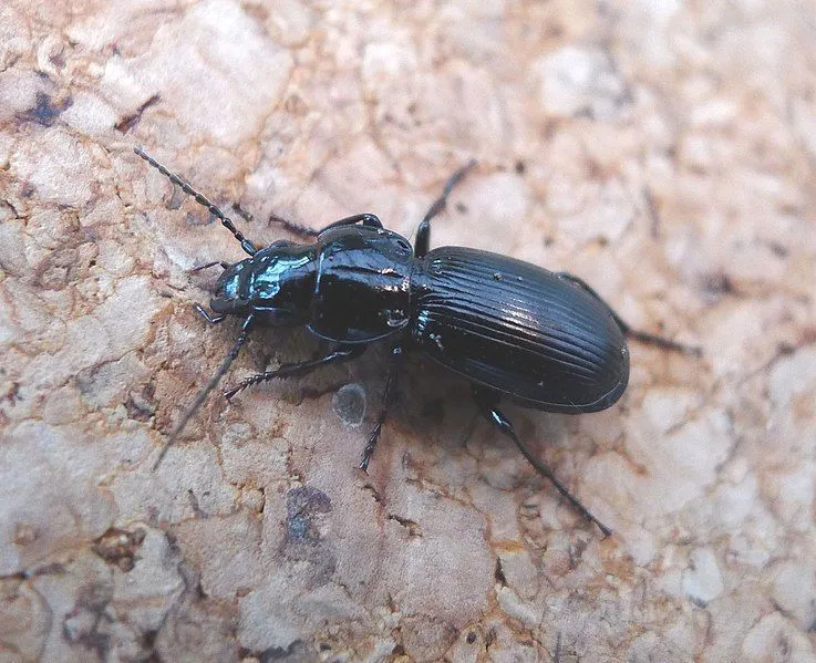 Black clock beetle facts are about their food, surroundings, and breeding habits.