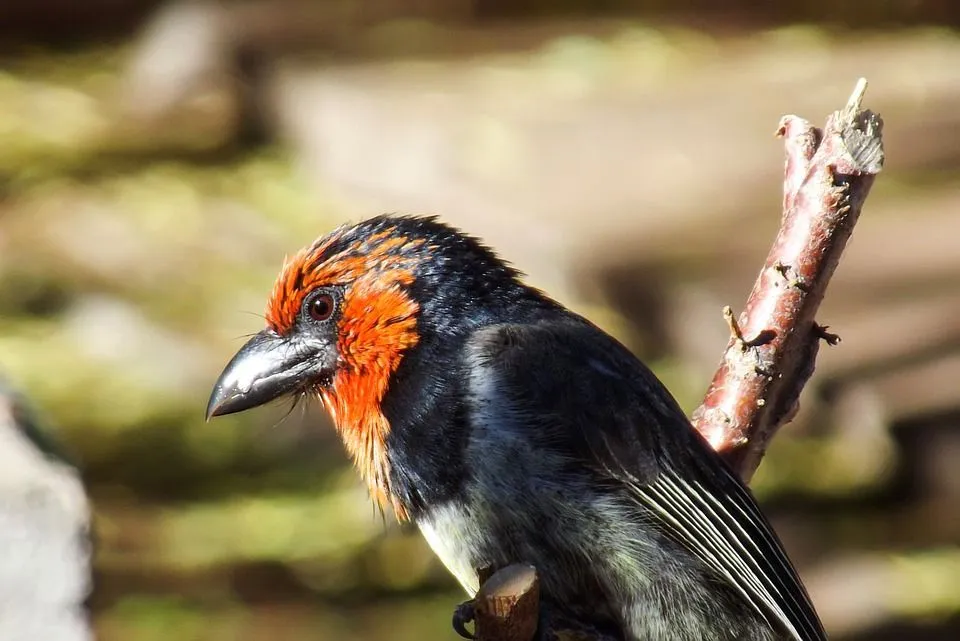 Black-collared barbet facts provide a description of the behavior of these Sub-Saharan African birds.