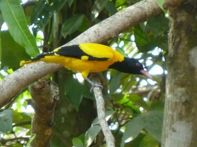 Black-hooded oriole has a golden yellow plumage with a pink bill.