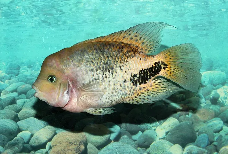 Black sea bream fish facts are related to their diet and habitat description.