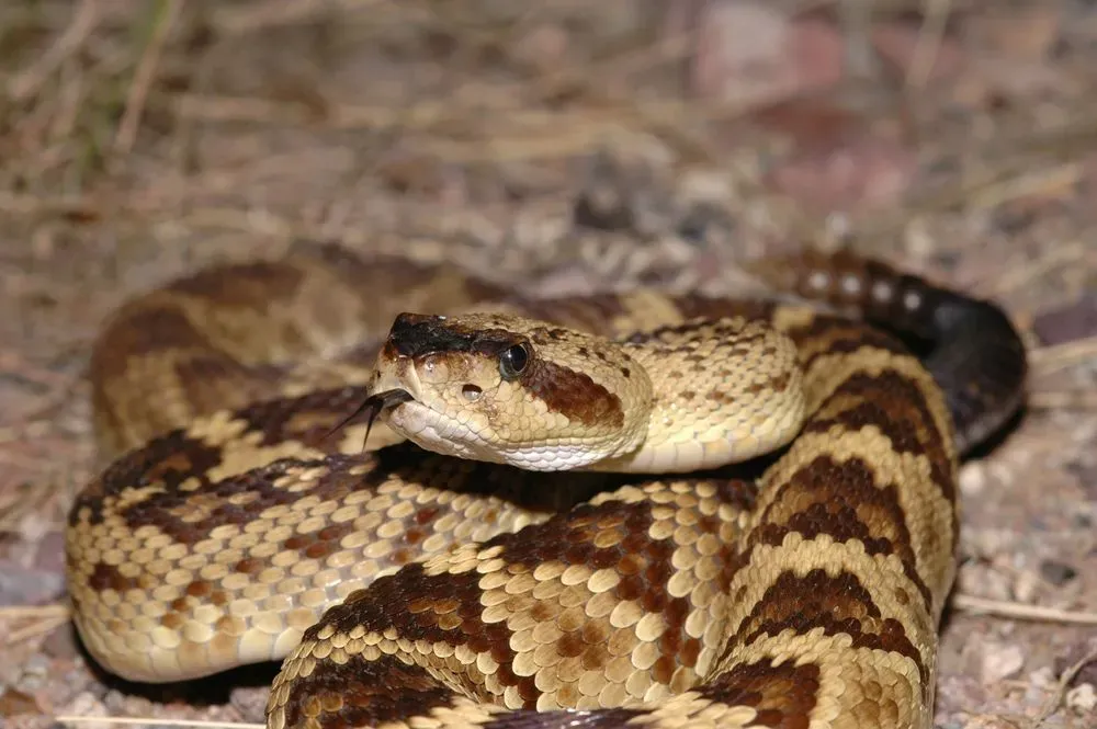 Black-tailed rattlesnake facts for kids are educational!